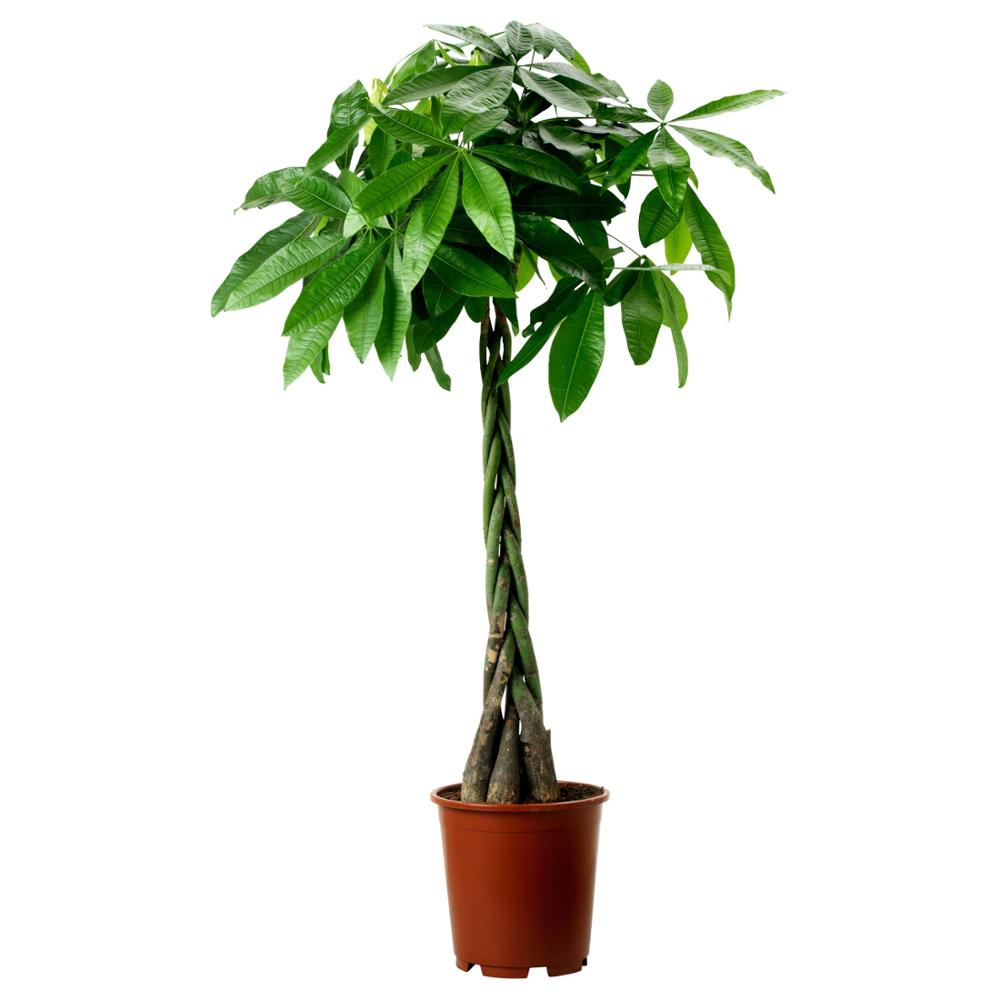 Pohon uang/Alibaba